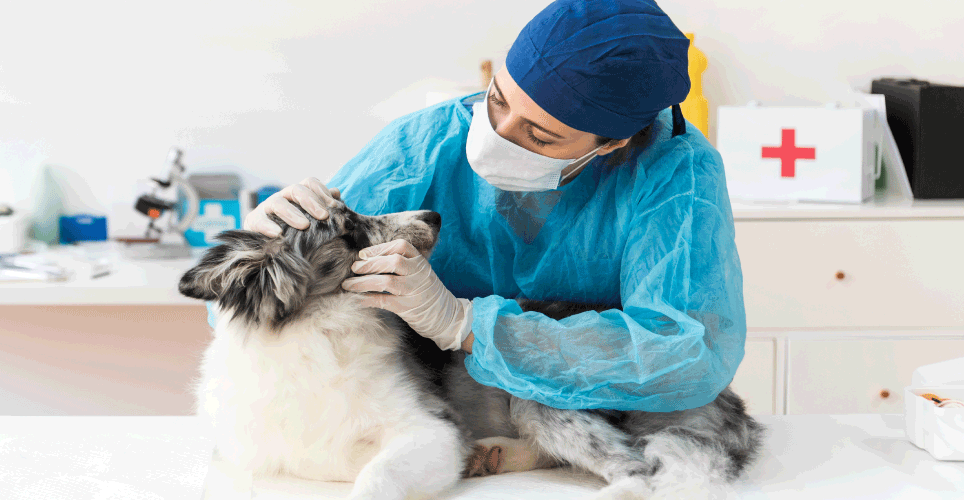 Actualización  en técnicas asépticas, desinfección, esterilización y Normas de Bioseguridad en clínicas veterinarias